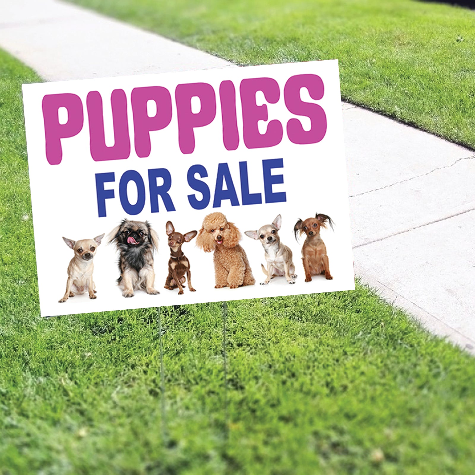 Puppies For Sale Coroplast Yard Sign - Sign Fever